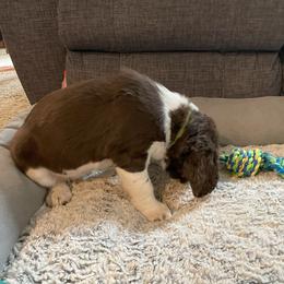 English Springer Spaniel Puppies from Timothy Naylor