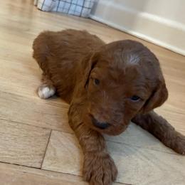 Blue collar - Red  male Goldendoodle puppy in Ridgewood, New Jersey from Jessie’s Doodles