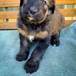Bernedoodle and Siberian Husky Puppies from Timberline Paws
