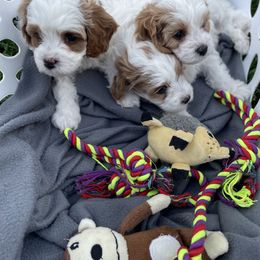 Cavapoo Puppies from Ellas.Pups
