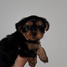 Yorkshire Terriers from Rackler Yorkies