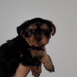 Yorkshire Terriers from Rackler Yorkies