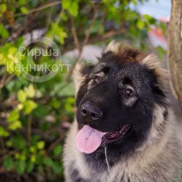 Carolina Dog and Caucasian Shepherd Dog All Grown Up from Guardian Angel Carolina Dogs & Caucasian Shepherds