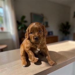 Emmy - Red  female Goldendoodle puppy in Glenn Heights, Texas from Marvelous Mannered K9s of Texas