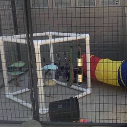 Labrador Retriever Puppies from Harvest Moon Farm