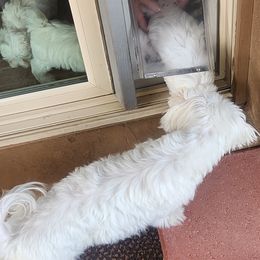 Maltese Puppies from Arizona Maltese Gems