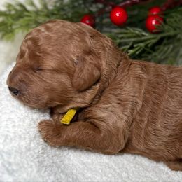 Yellow collar - Red  female Goldendoodle puppy in Monrovia, California from Fancy Paws Inc