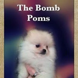 Pomeranian Puppies from The Bomb Poms