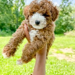 Goldendoodle and Poodle Puppies from Anytime Doodles