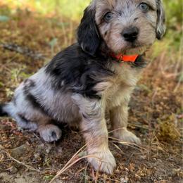 Fiesta - Blue merle female Aussiedoodle puppy in Mulino, Oregon from Korbella Farm