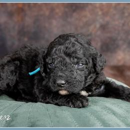 Blanc - Black and white male Bernedoodle puppy in Connersville, Indiana from Deaz Doodle Ranch