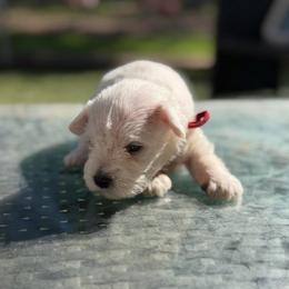 Bernadette - White female Miniature Schnauzer puppy in Brownwood, Texas from Texas Dreams Mini Schnauzers