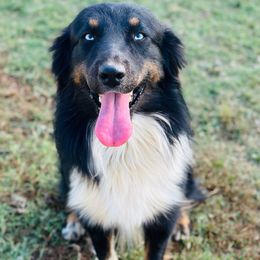 Echo - Australian Shepherd