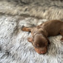 Azure - Chocolate and tan male Dachshund puppy in Clifton, Idaho from Diamondline Doberman