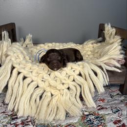Keen - Chocolate male Australian Labradoodle puppy in Decatur, Alabama from Southern Meadows Doodles