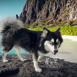 Dazzle - Pomsky