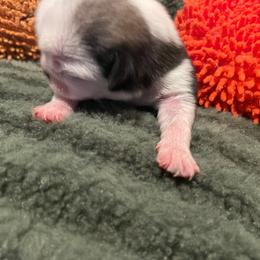 Fiona - White female Pug puppy in Hanover, Virginia from Pure Pugs