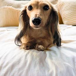 Lily - Cream female Dachshund puppy in Sylvania, Alabama from Yancey’s Doxies