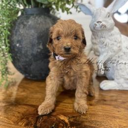 Hattie - Red female Aussiedoodle puppy in Rienzi, Mississippi from Saddle Hill Farms