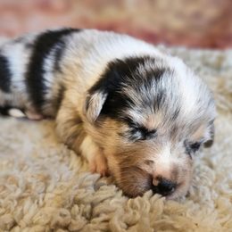 Boy 3 - Blue merle and white male American Corgi puppy in Tombstone, Arizona from WeVolution Off-Grid