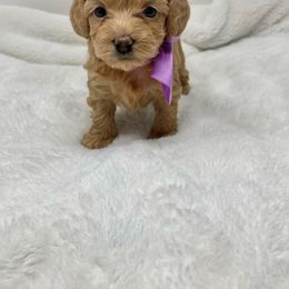 Maltipoo Puppies from Piper N Penny