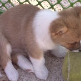 Pembroke Welsh Corgi Puppies from Sunrise Corgis Los Angeles