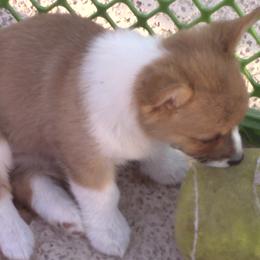Pembroke Welsh Corgi Puppies from Sunrise Corgis Los Angeles