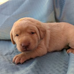Dilute Retriever and Labrador Retriever Puppies from LC Hunting Labs, LLC.