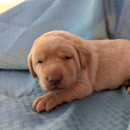 Dilute Retriever and Labrador Retriever Puppies from LC Hunting Labs, LLC.