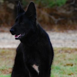 Uly - German Shepherd