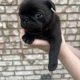 Rosemary - Silver female Pug puppy in Bethel, Ohio from House of Briggs Pugs
