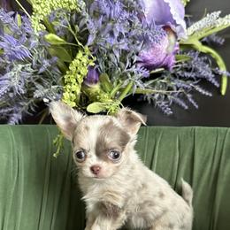 Chihuahua Puppies from So Sweet Chihuahuas