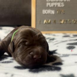 Rocky Racoon, green collar - Chocolate male Labrador Retriever puppy in Longmont, Colorado from Cornwell Labradors