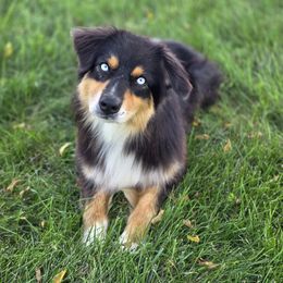 Steele - Australian Shepherd