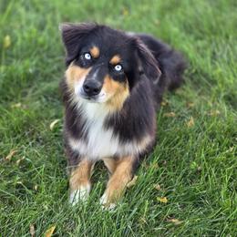 Steele - Australian Shepherd