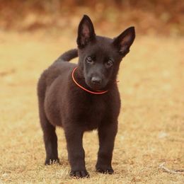Orange Collar - German Shepherd puppy from Faoladh German Shepherds