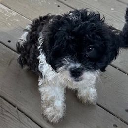 Cowboy - Black and white male Cavapoo puppy in St. Louis, Missouri from Sweet Snuggles Cavapoos