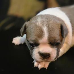 Poppy - Blue female Boston Terrier puppy in Kingsport, Tennessee from Irish Heart Bostons