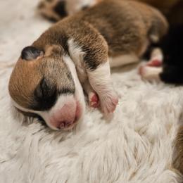 Honey - Red female Pembroke Welsh Corgi puppy in Corvallis, Montana from Montana Corgi Corral