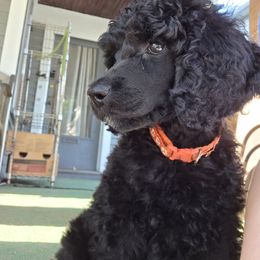 Poodle Puppies from Powder Puff Poodles