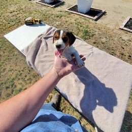 Girl 1 - Black tan and white female Beagle puppy in Lemoore, California from Linda's Puppies