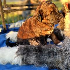 Saint Berdoodle Puppies from Highland Ridge Doodles