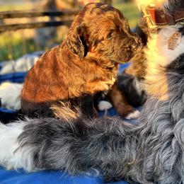 Saint Berdoodle Puppies from Highland Ridge Doodles