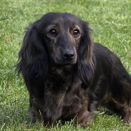 Tilly - Dachshund