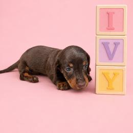 Ivy - Chocolate and tan female Dachshund puppy in Augusta, Georgia from Cherokee Hill Dachshunds