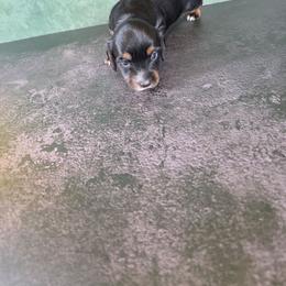 Girl 4 - Black and tan female Dachshund puppy in Fallon, Nevada from Butterbean Dachshunds
