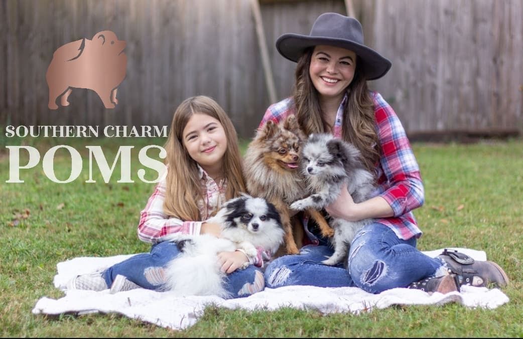 Southern charm hot sale pomskies