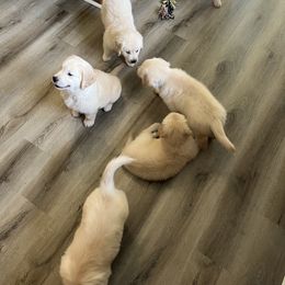 Golden Retriever Puppies from Mia Ragazza Golden Retrievers
