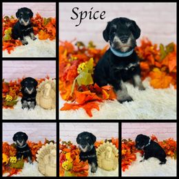 Spice - Black and silver male Miniature Schnauzer puppy in Springfield, Tennessee from My Lovable Schnauzers
