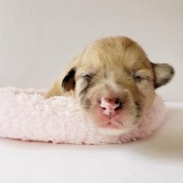 Pembroke Welsh Corgi Puppies from Whimsical Treasure Corgis